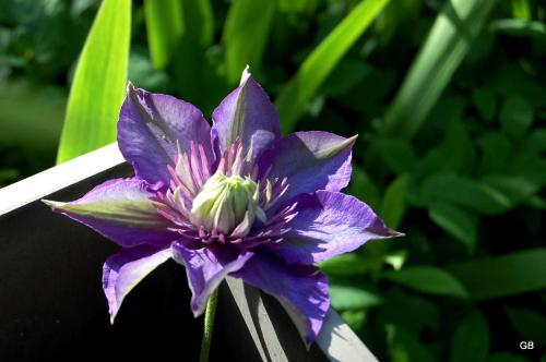 a purple flower with a white center at Le Mas des Clots in Upie