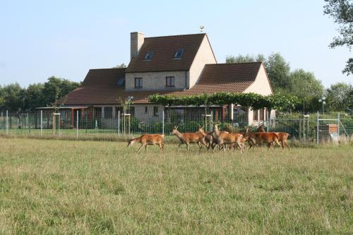 un grupo de ciervos caminando en un campo frente a una casa en 't Leeg Huys, en Lo-Reninge