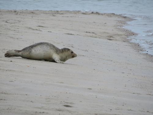 a seal laying on the sand on the beach at Leo BBB in Renesse