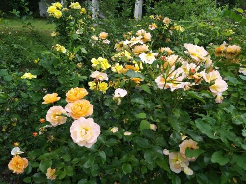 a bunch of yellow and white flowers in a garden at Le Logis de Vallans in Vallans