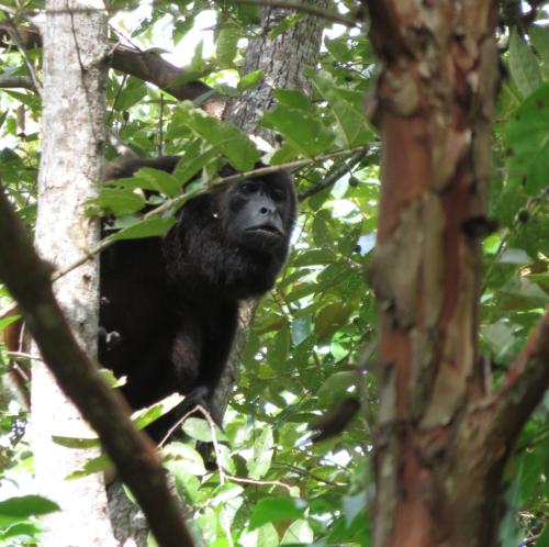 a monkey is sitting in a tree at Wood Cabin - Cabana Maderas in Balgue