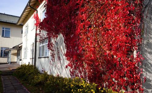 a wall covered in red ivy next to a building at Yömyssy Apartments in Kerimäki