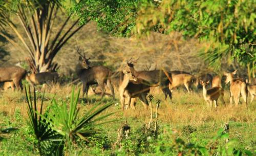 Animales en el hotel o alrededores