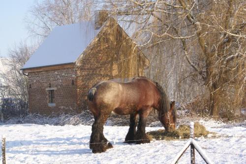 a horse eating hay in the snow in front of a building at B&B De Metstermolen in Sint-Truiden