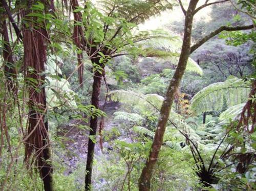 a painting of a forest of trees and plants at The Nunnery in Te Aroha