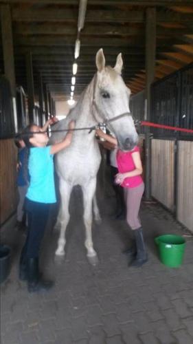 two women are standing next to a white horse at Caballus Lovasmajor Panzió in Nyíregyháza