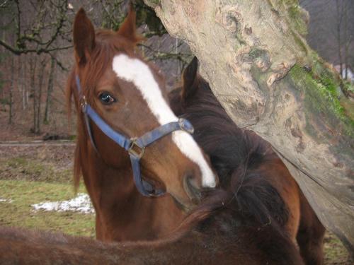 a brown and white horse standing next to a tree at Apartments Gubanec in Cerklje na Gorenjskem
