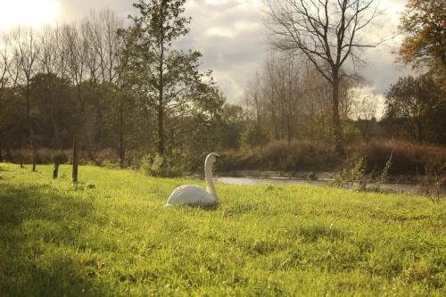 a swan sitting in the grass in a field at Hoeve Westdijk in Oostkamp