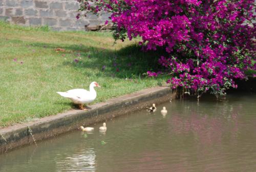a white duck standing on the edge of a pond at Repouso do Tchê in Foz do Iguaçu