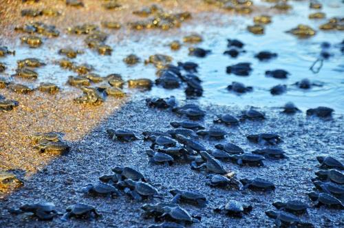a group of turtles swimming in a puddle of water at Cabinas surf Arribadas in Playa Ostional