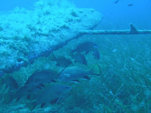 un groupe de poissons nageant à côté d'un tuyau dans l'établissement La Marine, à Luri