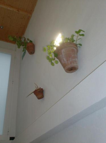 three plants are hanging on a wall at Rocio Rooms in El Rocío