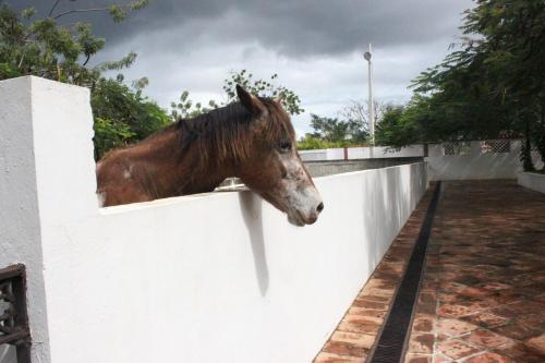 Animales en el departamento o alrededores