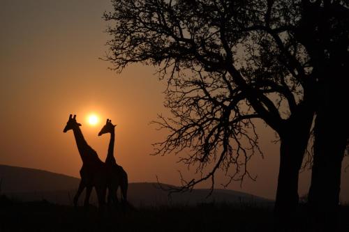 two giraffes walking in front of a tree at sunset at Leopard Mountain Safari Lodge in Manyoni Private Game Reserve