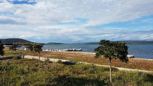 a group of trees in a field next to a body of water at Apartment Lana in Pašman