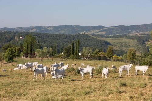Άλλα ζώα σε αυτή η εξοχική κατοικία ή στη γύρω περιοχή