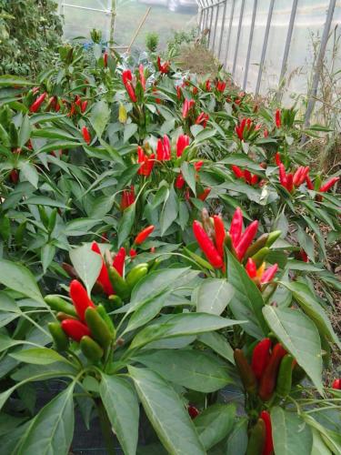 a bunch of red flowers in a garden at Agriturismo Bio-Ecologico Sant'Isidoro in Roccaforte Mondovì