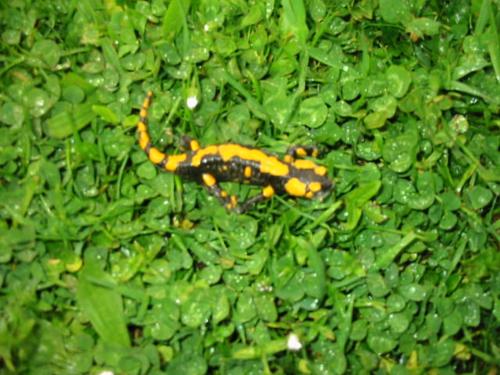 a yellow and black insect on some green grass at Eselgut Pühringer in Hofkirchen im Mühlkreise