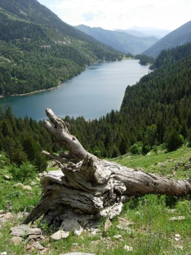 a dead tree on a hill overlooking a lake at Hotel La Morera in Valencia de Aneu
