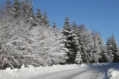 a snowy road with snow covered trees on the side at B&B Au Coq en Pate in Jalhay