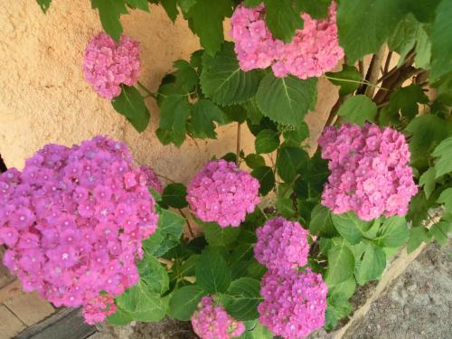 a bunch of purple flowers in front of a wall at Apartamento en pleno Montseny Mas Romeu Turisme Rural in Arbúcies