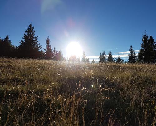 a field of tall grass with the sun in the background at Apartmaji Koželj in Ribnica na Pohorju