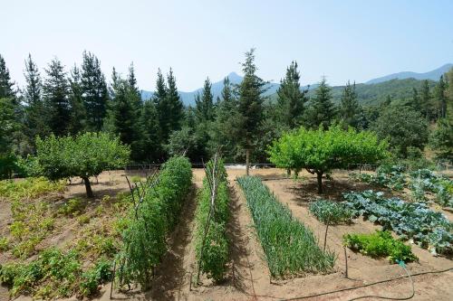 a garden with several rows of plants at Apartamento en pleno Montseny Mas Romeu Turisme Rural in Arbúcies