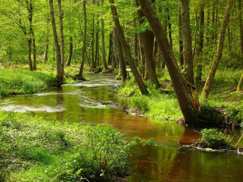a stream in a wooded area with trees and grass at Blick zum Maimont in Ludwigswinkel