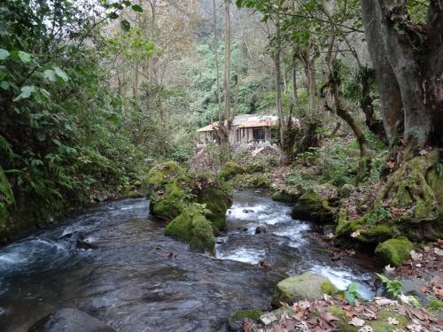 a stream in the middle of a forest at Recinto Natural SEMUK in Zacatlán
