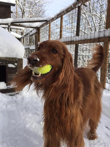 a brown dog holding a tennis ball in its mouth at Pension Gooseberry in Furano
