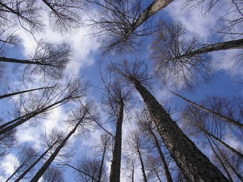 a group of tall trees looking up into the sky at Pension Gooseberry in Furano