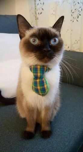 煙燻貓民宿 tesla充電需電洽再訂房-請勿使用A g o d a平台預訂