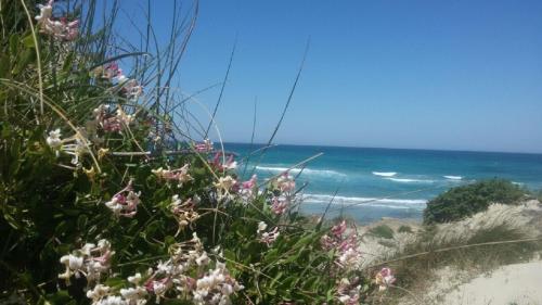 a view of the ocean from a beach with flowers at Missipezza Residence a Frassanito in Alimini