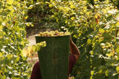 a person holding up a bucket of fruit in a field at Appartement Familie Ernst in Bruttig-Fankel