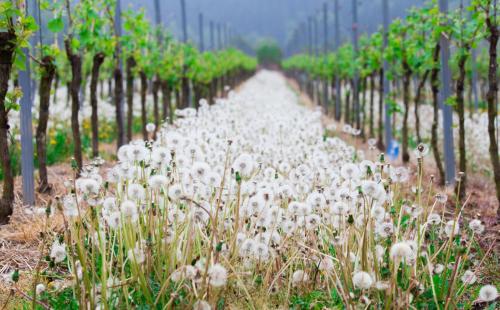 a row of white flowers in a vineyard at Appartement Familie Ernst in Bruttig-Fankel