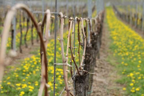 a row of vines in a field of flowers at Appartement Familie Ernst in Bruttig-Fankel