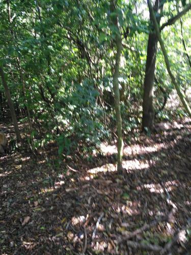 a path in the woods with trees and leaves at Cabañas Don Camilo Albergue de Montaña in Cabecera de Cañas