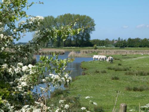 three white horses grazing in a field next to a river at De Eenhoorn in Oostburg