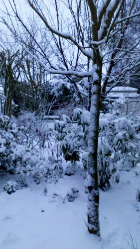 a tree covered in snow next to a yard at Mountain Ash in Horncastle
