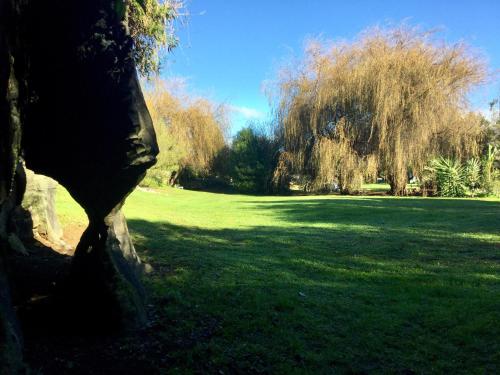 a tree in a field of green grass at The Rocks Chalets in Takaka