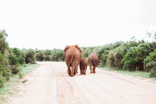 Animales en la casa vacacional o alrededores