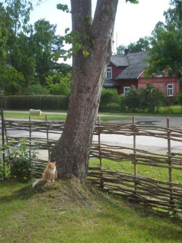 a cat sitting next to a tree next to a fence at Guest House Vītoli in Kolka