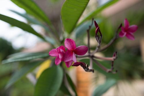 a pink flower on a plant with leaves at Tamarindo Sunshine in Tamarindo