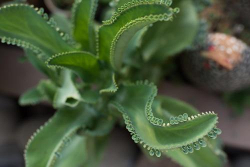 a close up of a plant with green leaves at Tamarindo Sunshine in Tamarindo