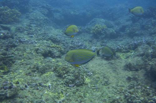 a group of fish swimming in the ocean at Nyang Ebay Surf Camp Siberut in Masokut
