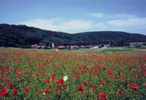 a field of red poppies in a field at Landgasthof Wagner-Zimmermann in Kinding