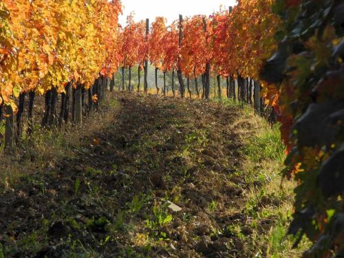 Zahrada ubytování Casali del Picchio - Winery