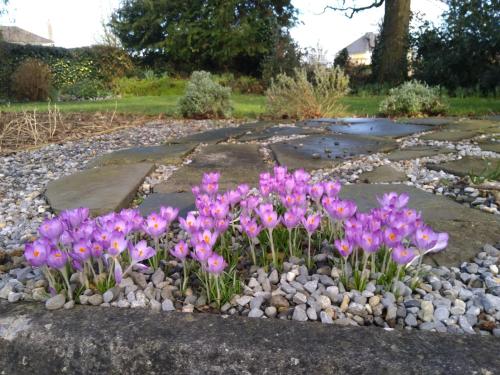 a bunch of purple flowers in a rock garden at Twin Oaks Bed & Breakfast in Kilkenny