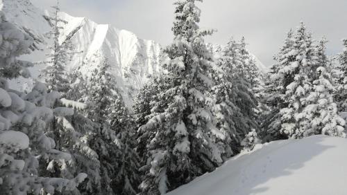 a group of trees covered in snow on a mountain at Waldrast in Finkenberg