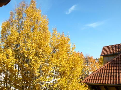 a tree with yellow leaves next to a house at CityCentre room for 1 female persons - alternative plus 1 child in Frankfurt/Main
